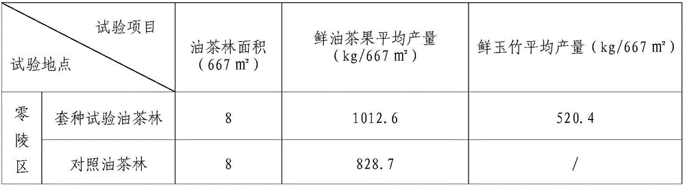 Method for interplanting polygonatum odoratum under oil tea forests