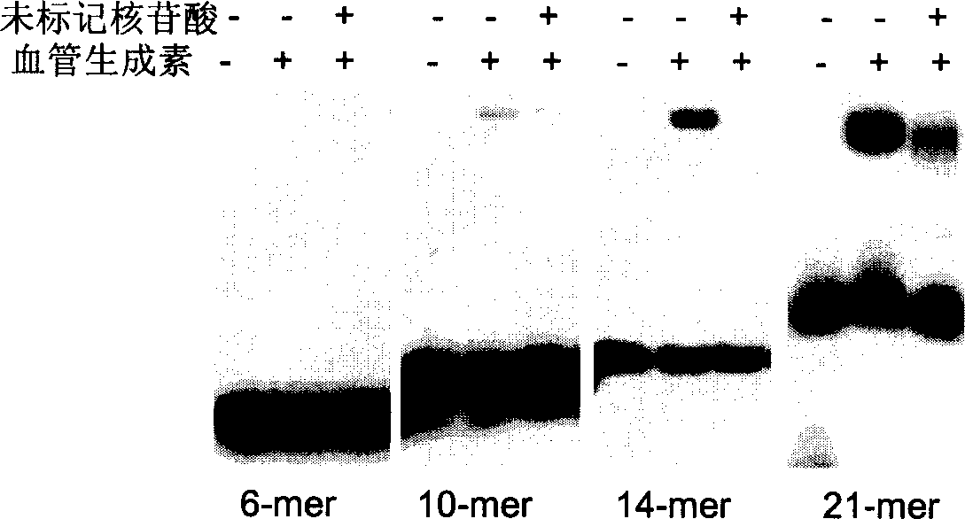 Anti-angiogenesis and anti-cancer function of angiogenin combined with nucleotide