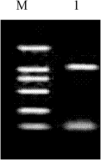 Cotton ghuxs3 gene, its encoded protein and its application