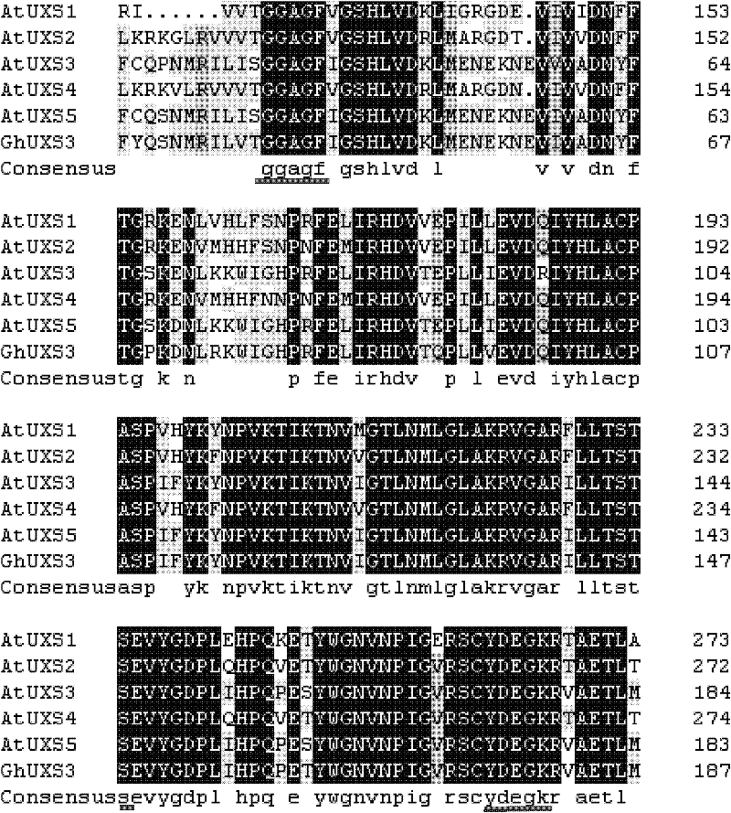 Cotton ghuxs3 gene, its encoded protein and its application