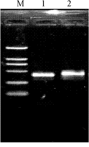 Cotton ghuxs3 gene, its encoded protein and its application