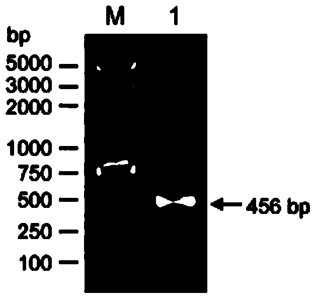 Application of rice oslea5c‑1 gene in breeding heavy metal resistant rice varieties