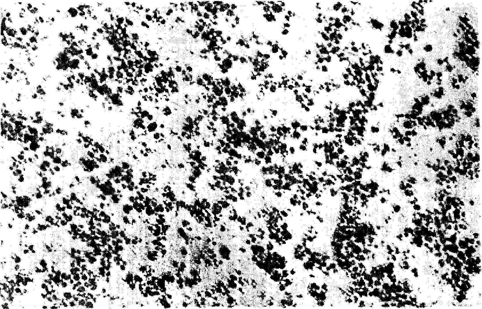 Prepn process of nanometer granular Fe3O4