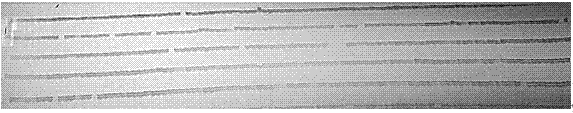 Nucleotide sequence and detection method for detecting purity of Jinyou #401 cucumber hybrid seed