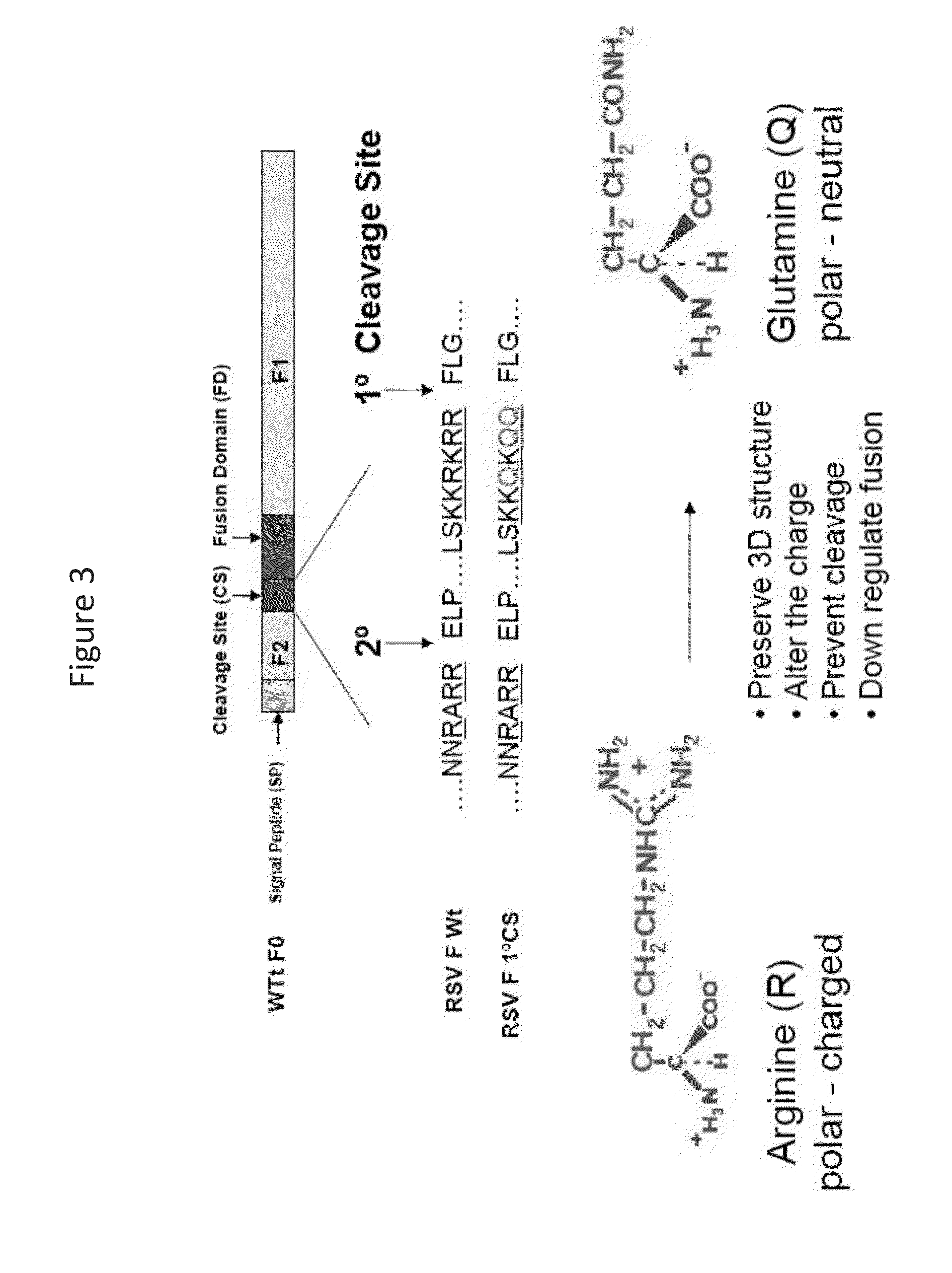 Recombinant nanoparticle rsv f vaccine for respiratory syncytial virus