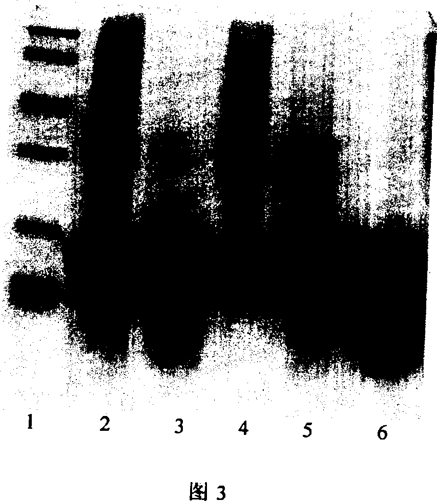 Method for producing recombinant human granulocyte colony stimulating factor