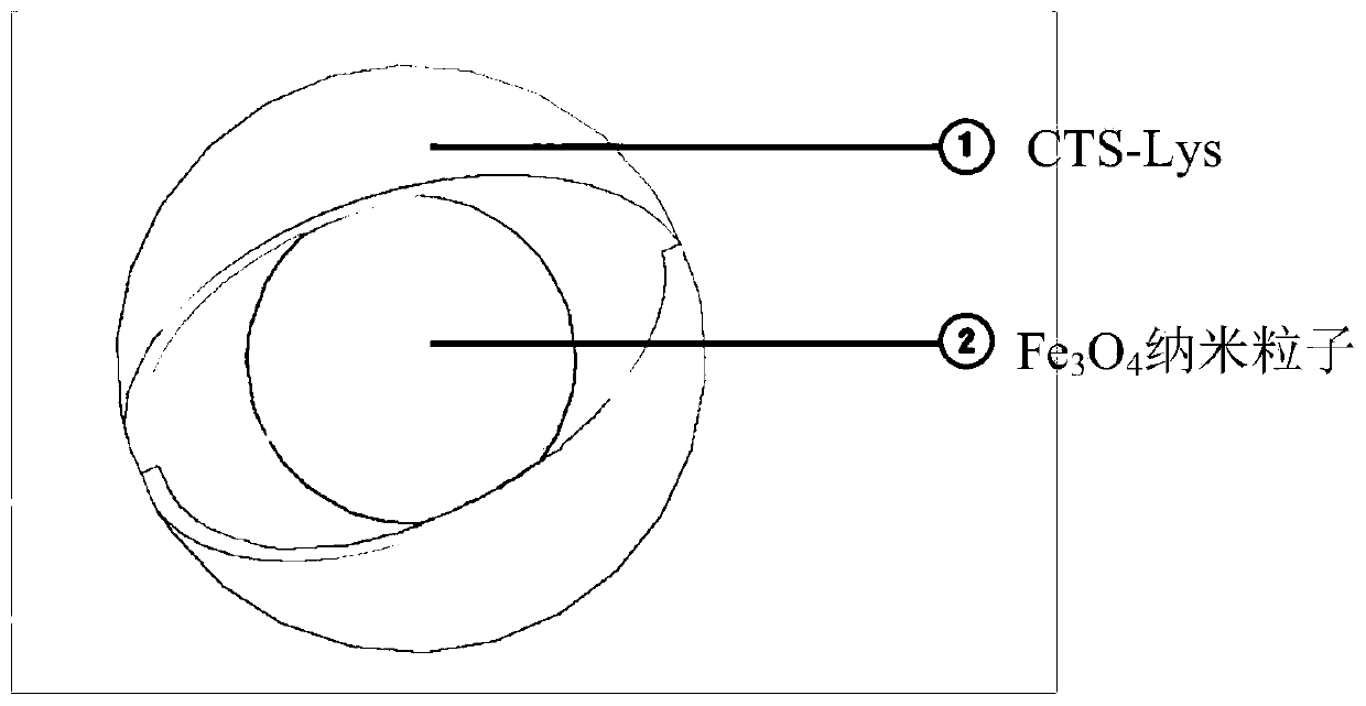 Magnetic microsphere and preparation method thereof