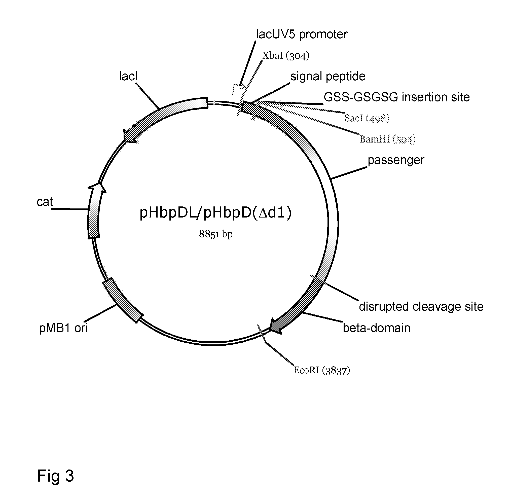 Fusion protein for secretory protein expression