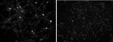 Method for inducing differentiation of neural stem cells (NSCs) into dopaminergic neurons