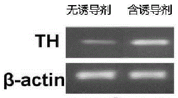 Method for inducing differentiation of neural stem cells (NSCs) into dopaminergic neurons