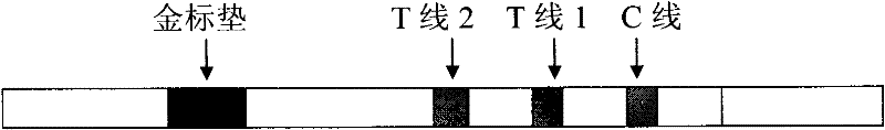 Method for semi-quantitative diagnosis of creatine kinase isoenzyme by double indicating line immuno-chromatography