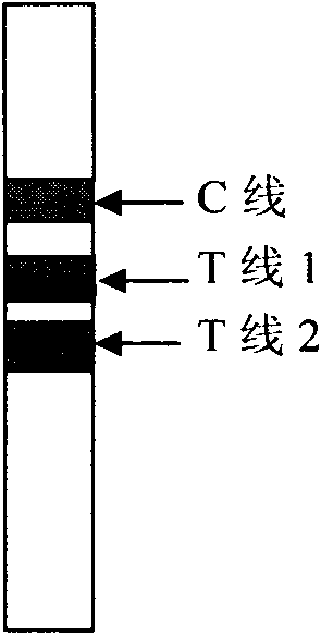 Method for semi-quantitative diagnosis of creatine kinase isoenzyme by double indicating line immuno-chromatography