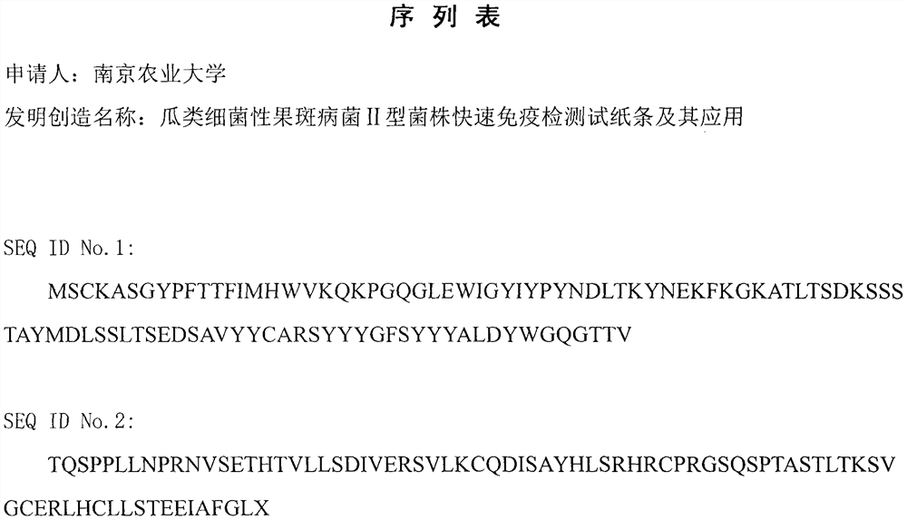 Rapid immunoassay test strip for bacterial fruit blotch II type strains of melons and application thereof