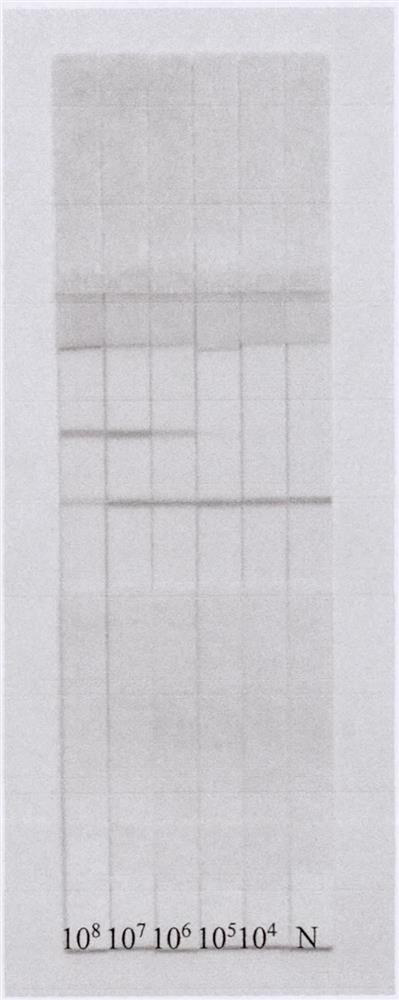 Rapid immunoassay test strip for bacterial fruit blotch II type strains of melons and application thereof