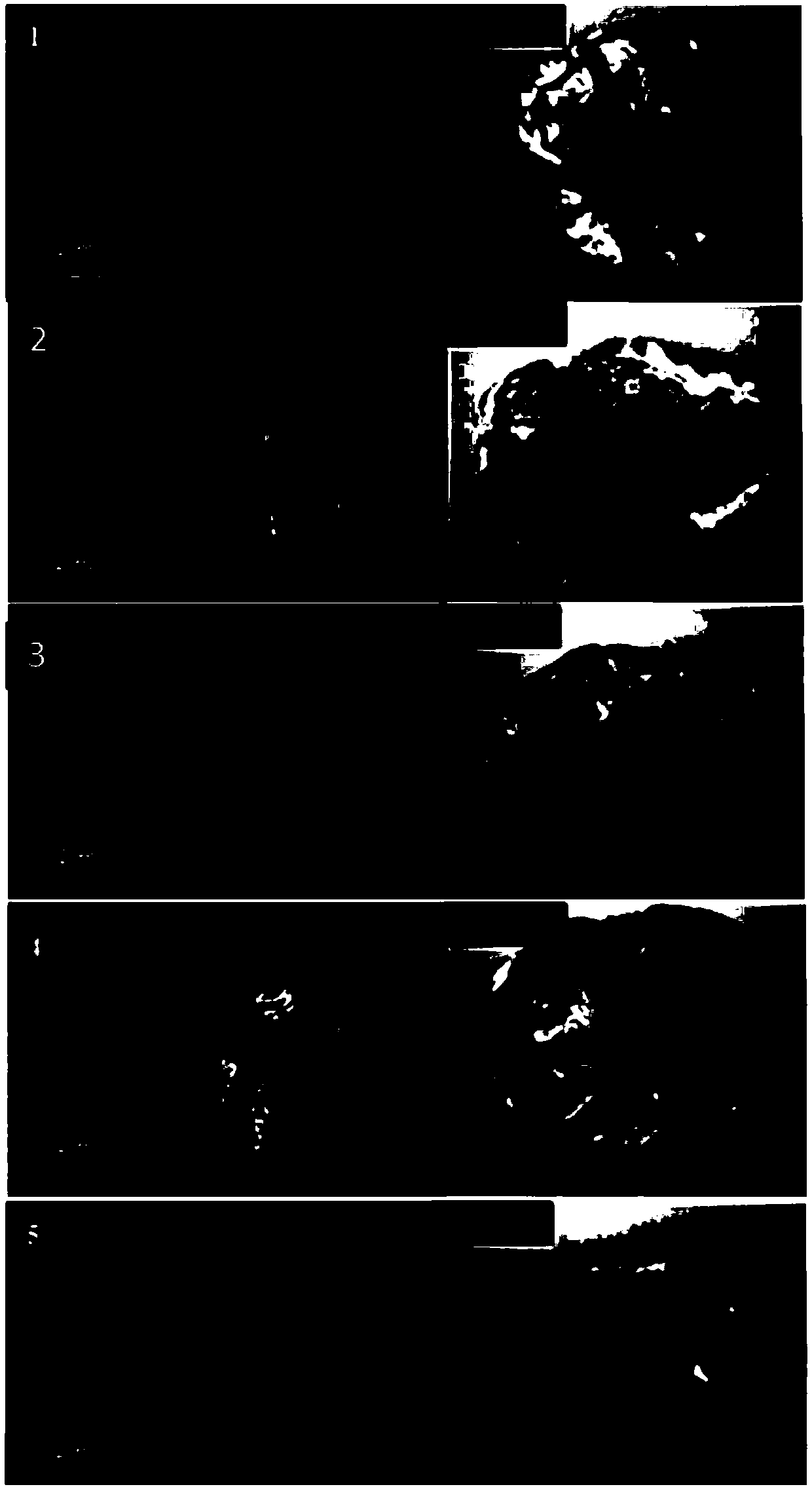 Method for establishing HPLC (High Performance Liquid Chromatography) fingerprints of stiff silkworms