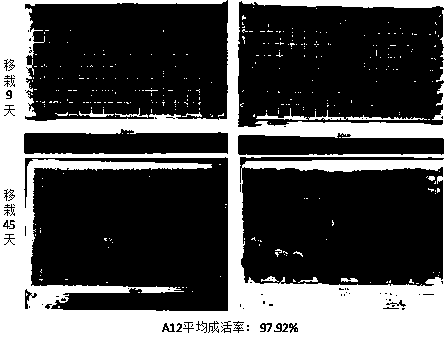 Method for cultivating tobacco mutants on basis of EMS (ethyl methanesulfonate) mutagenesis