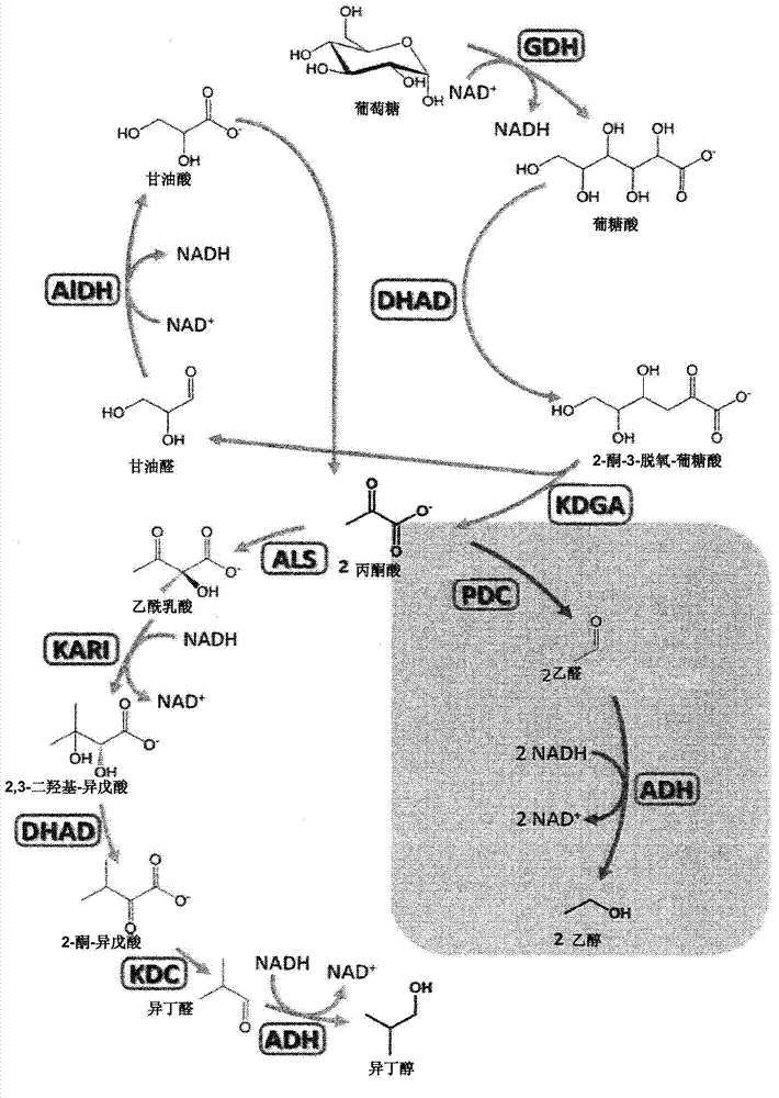 Cell-free and minimized metabolic reaction cascades for the production of chemicals