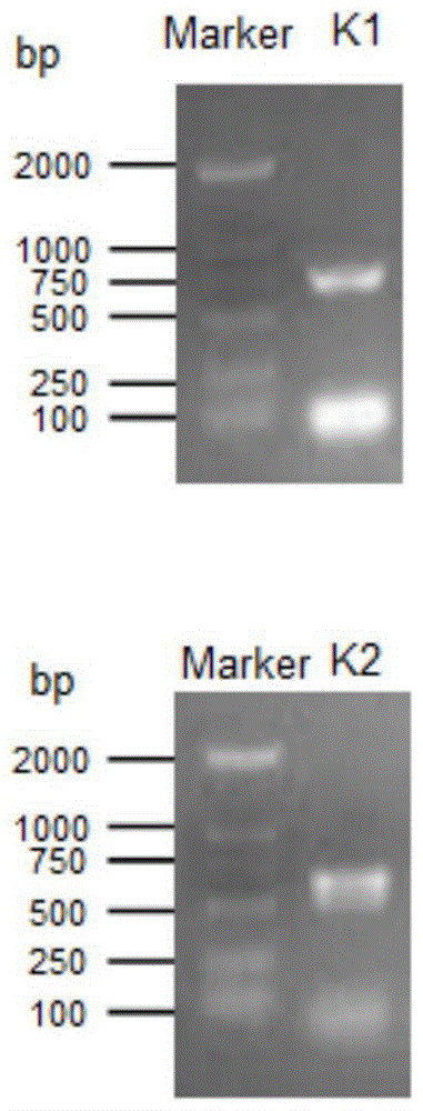 Cordyceps sinensis ctp synthetase, coding gene and application thereof