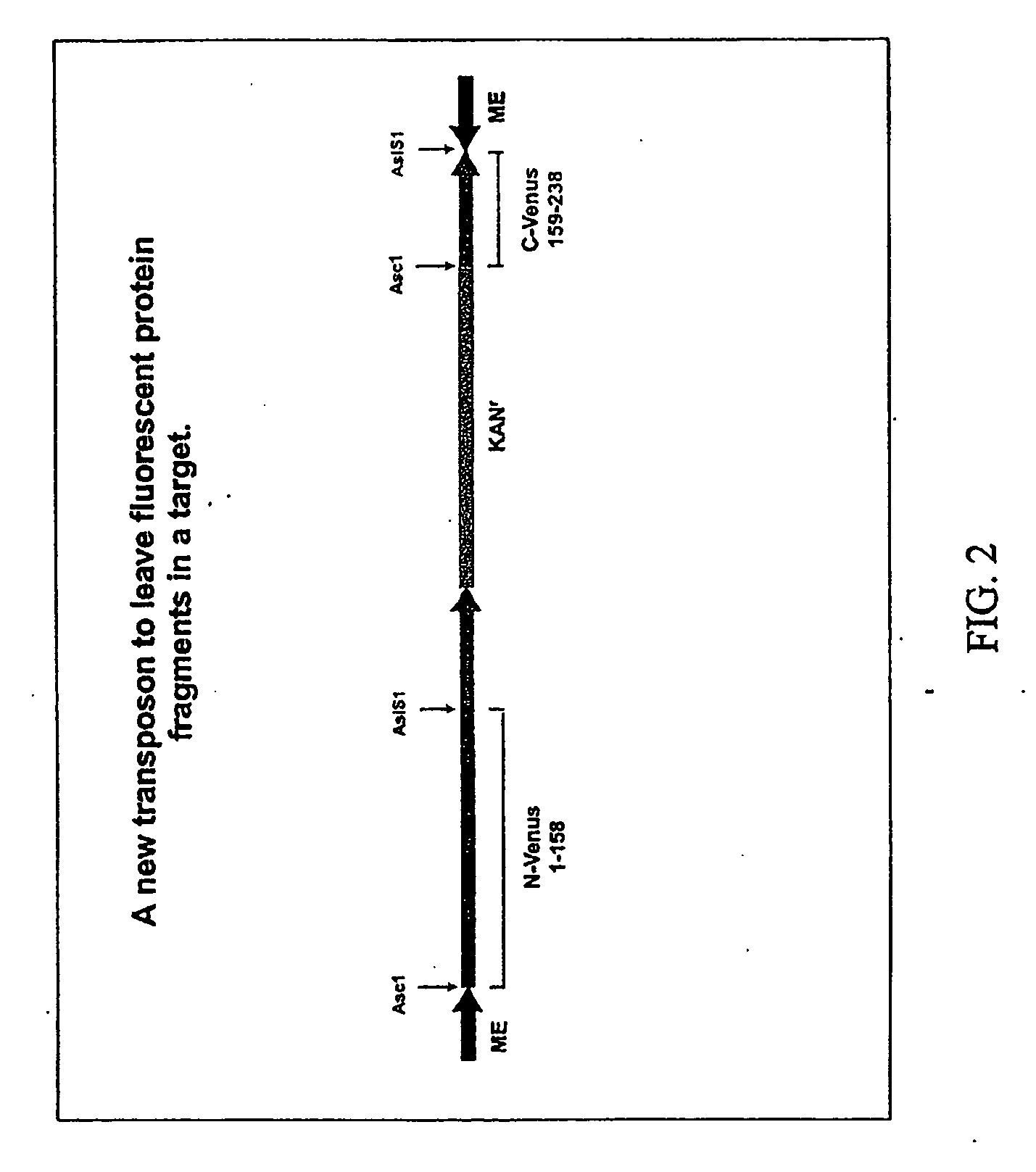 System for detecting protein-protein interactions