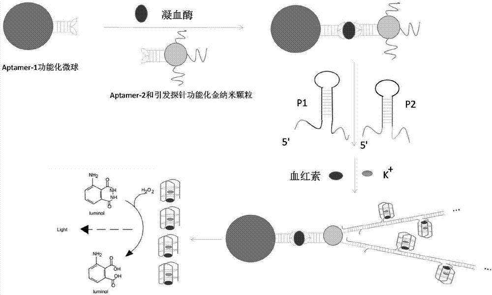 Kit for detecting thrombin based on microfluidic chip and G-four-strobila-protoheme DNA (Deoxyribonucleic Acid) enzyme as well as preparation method and application thereof