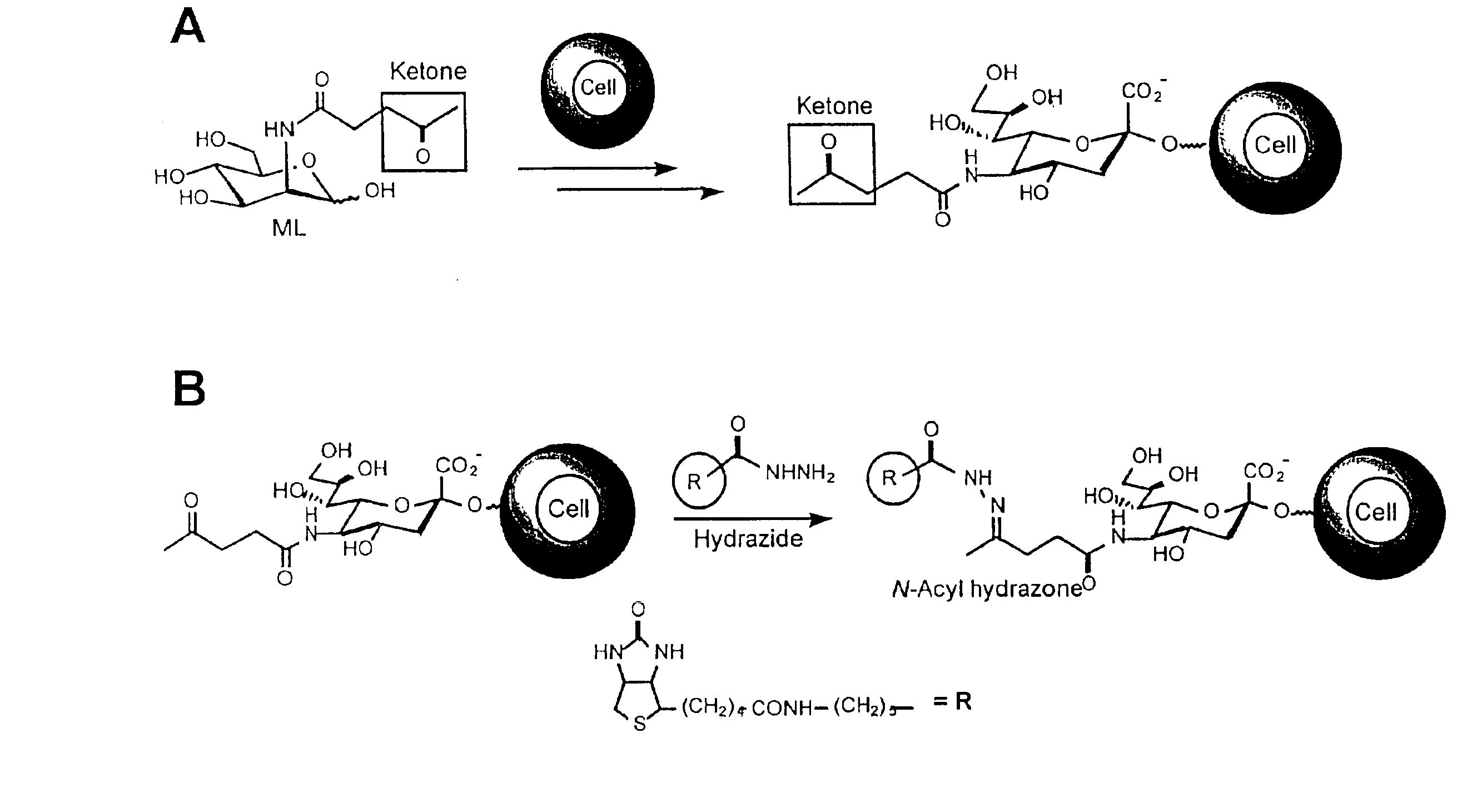 Glycoconjugates and methods