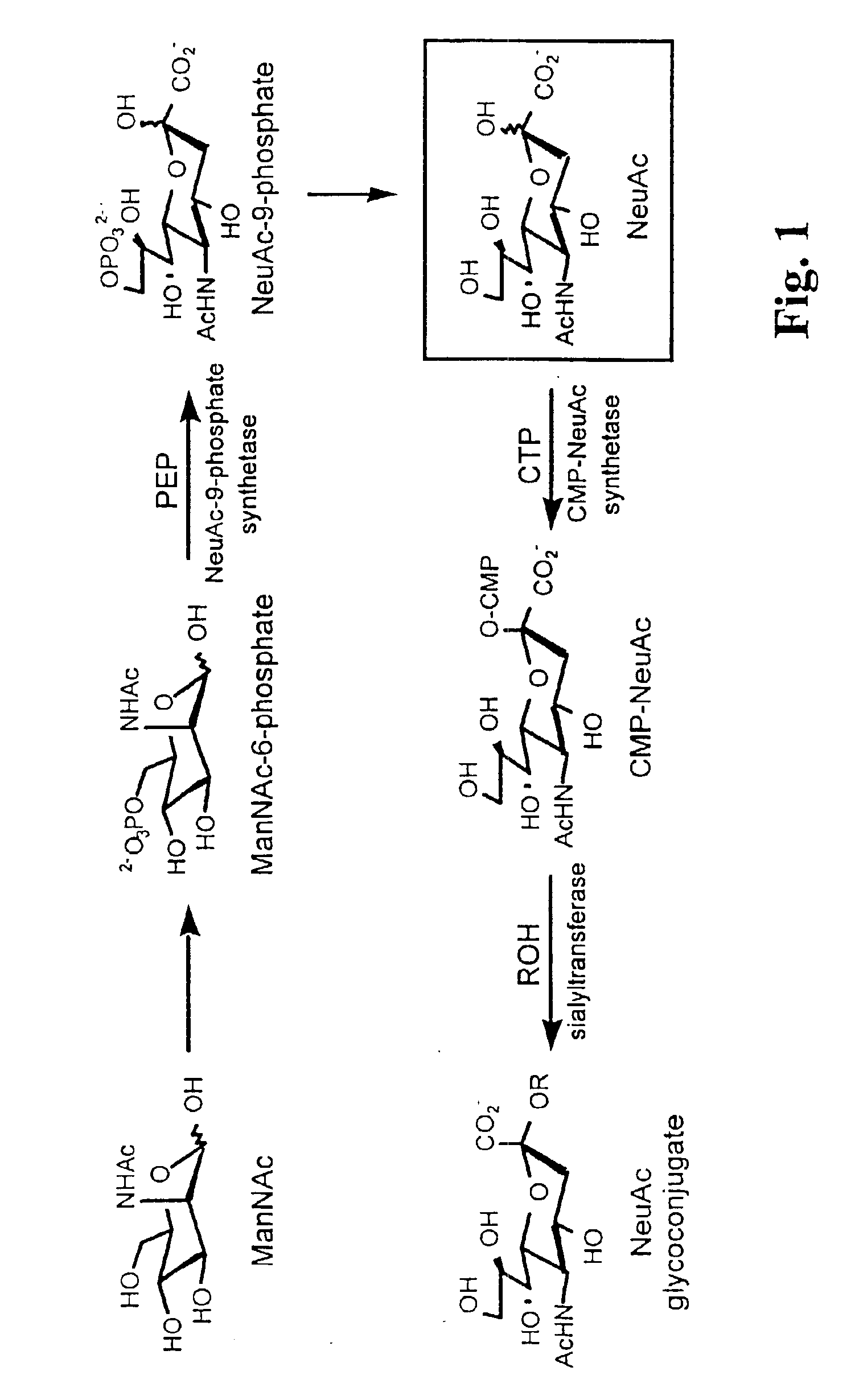 Glycoconjugates and methods