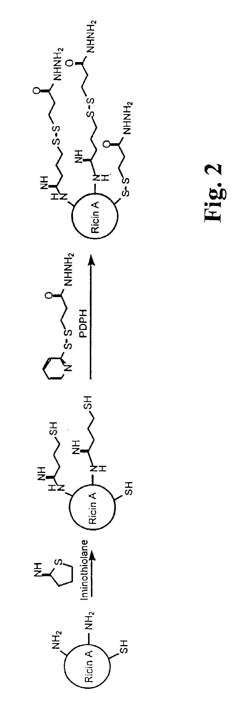 Glycoconjugates and methods