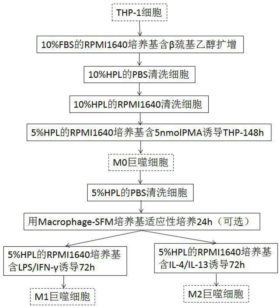 Method for efficiently and sequentially inducing macrophages to be polarized in vitro