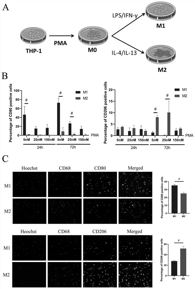 Method for efficiently and sequentially inducing macrophages to be polarized in vitro