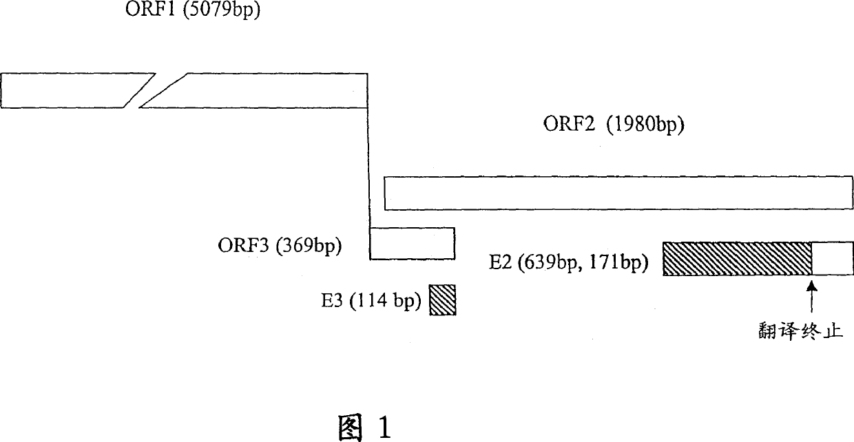 HEV antigenic peptide and its method