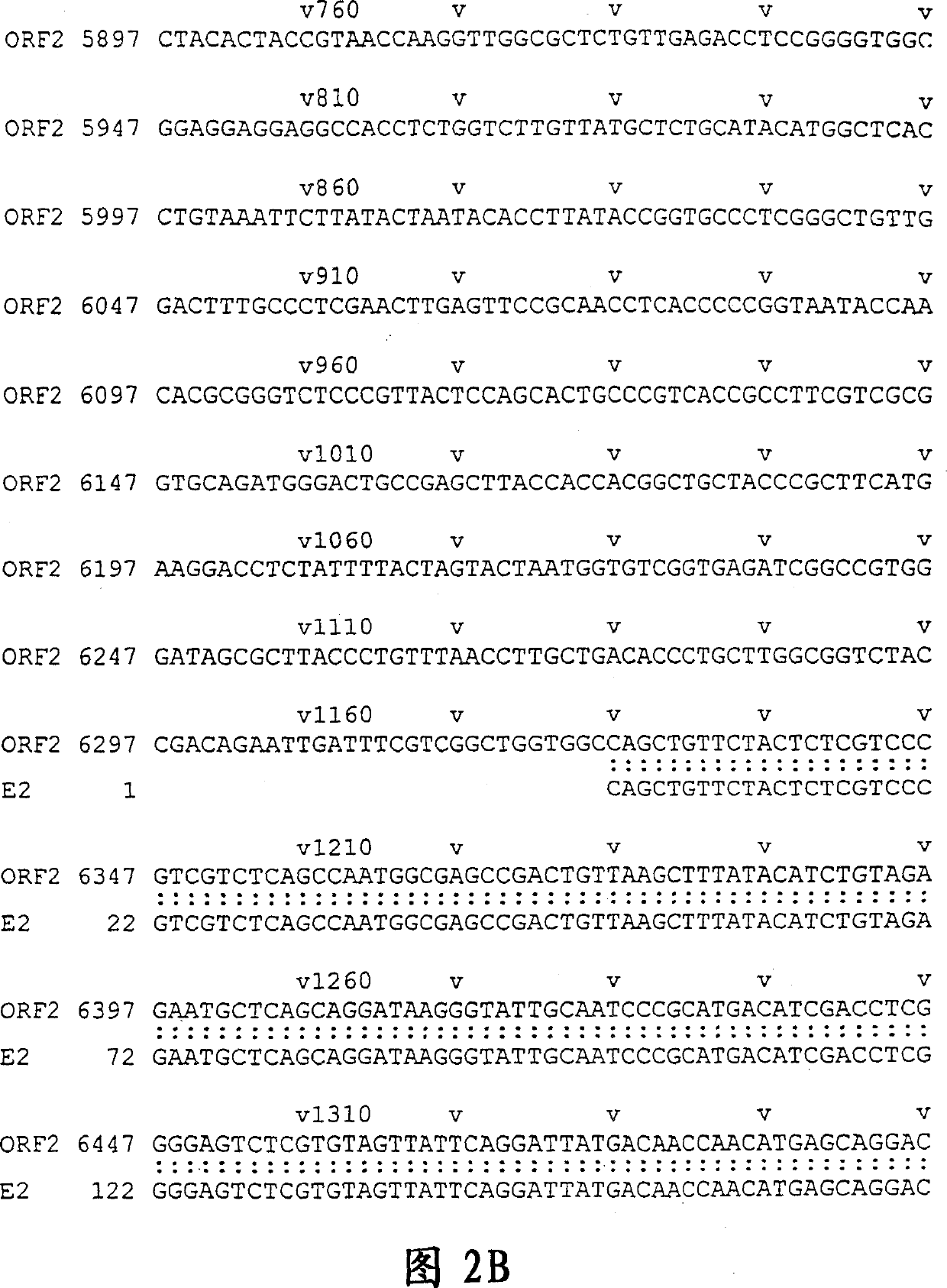 HEV antigenic peptide and its method