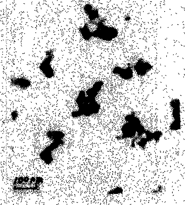 Microwave coprecipitation method for preparing nano glaze of lead metaborate