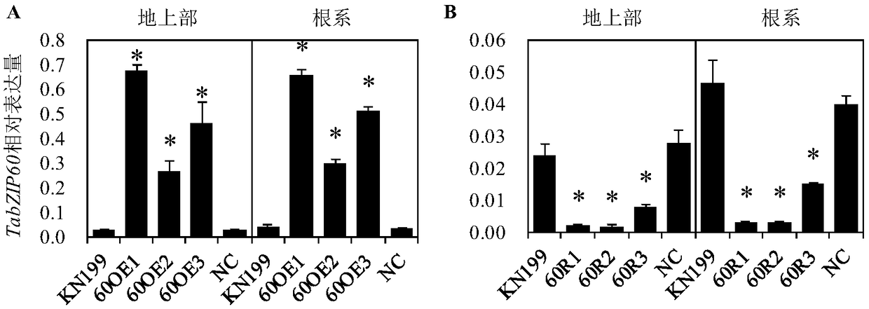 Application of protein TabZIP60 in regulation of plant root system development