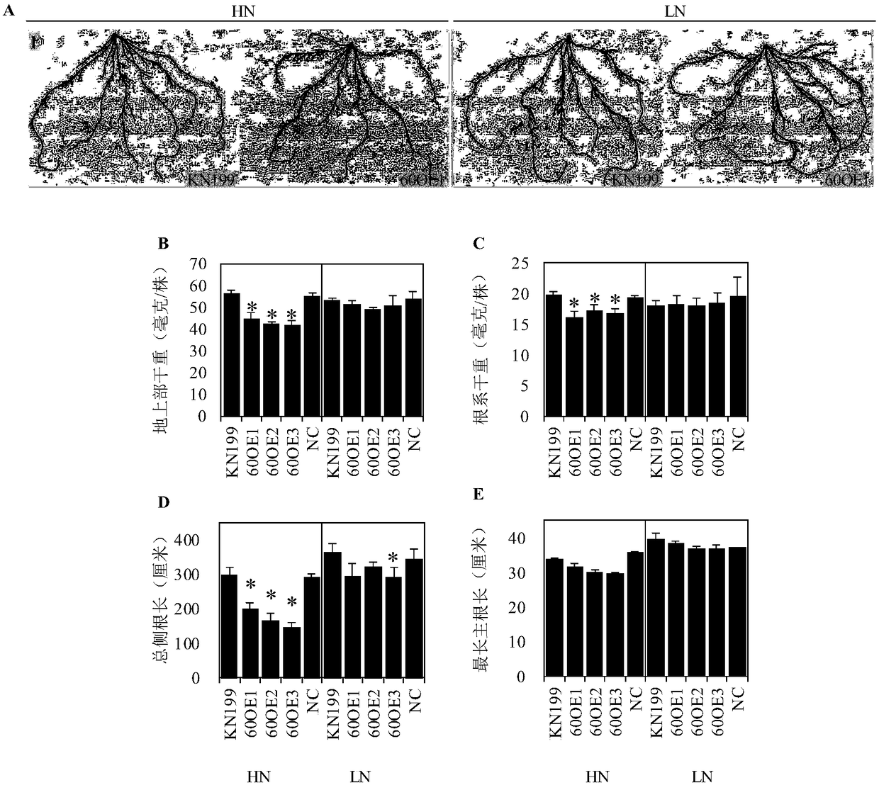 Application of protein TabZIP60 in regulation of plant root system development