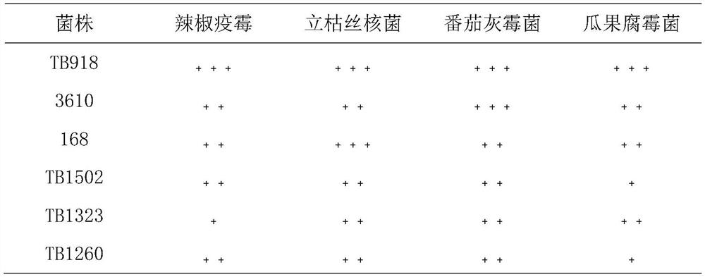 Biocontrol bacillus for preventing and treating soil-borne diseases of fruits and vegetables and preparation of biocontrol bacillus