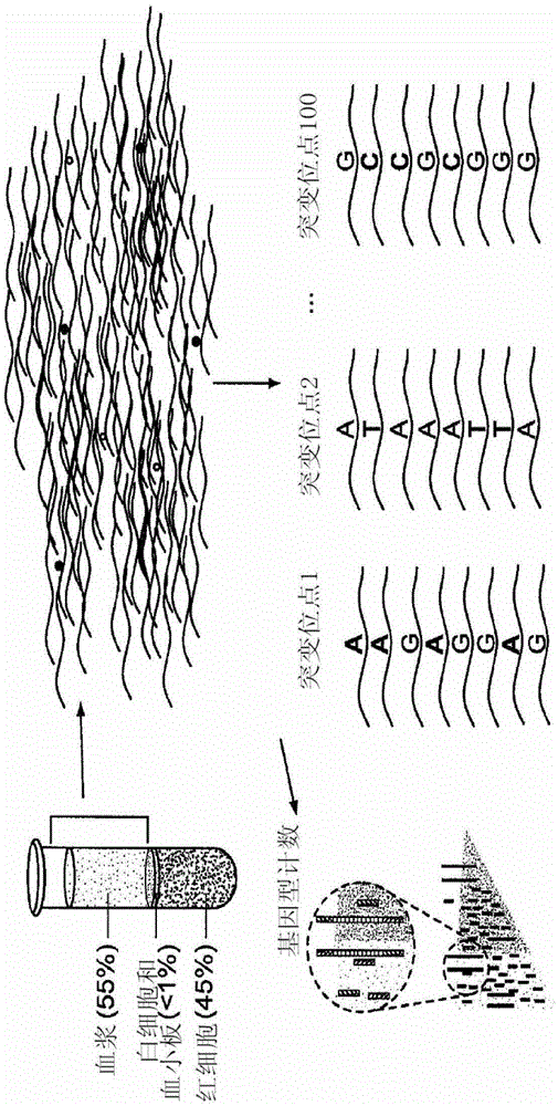 Non-invasive fetal genetic screening by sequencing analysis