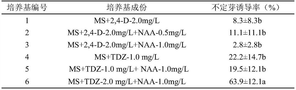 A method for inducing adventitious buds to rapidly propagate Zingiberaceae seedlings