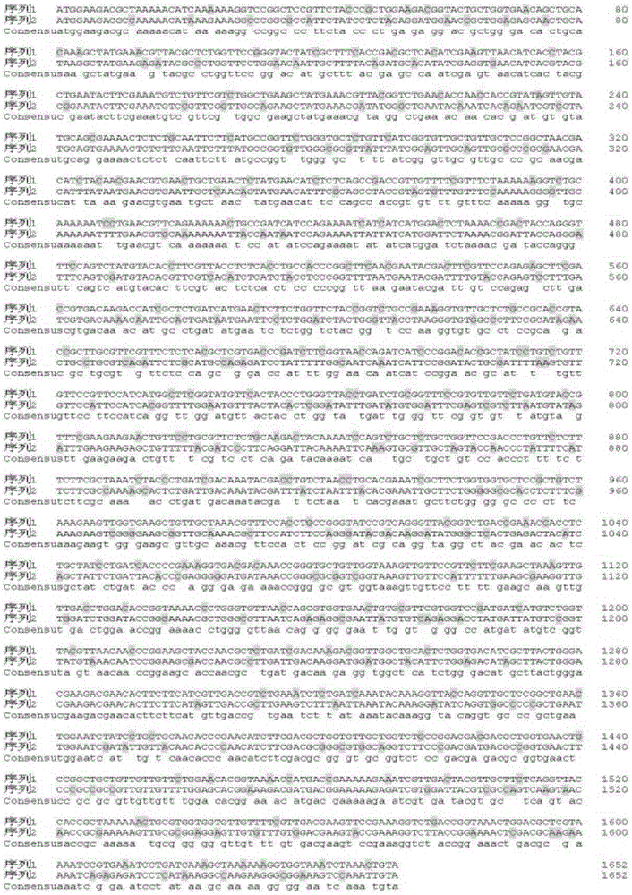 A kind of coding gene and preparation method of firefly luciferase