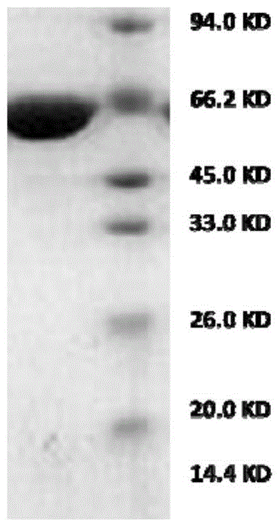 A kind of coding gene and preparation method of firefly luciferase