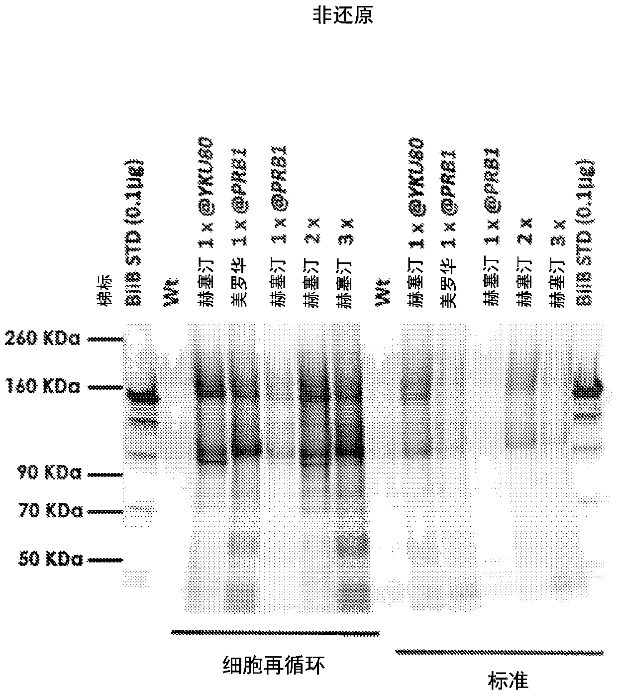 Methods for genetic engineering kluyveromyces host cells