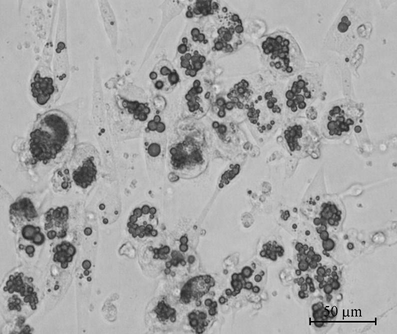 Primary isolated culture and induced differentiation method for precursor fat cells in adult yak muscles