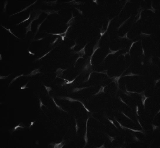 Primary isolated culture and induced differentiation method for precursor fat cells in adult yak muscles