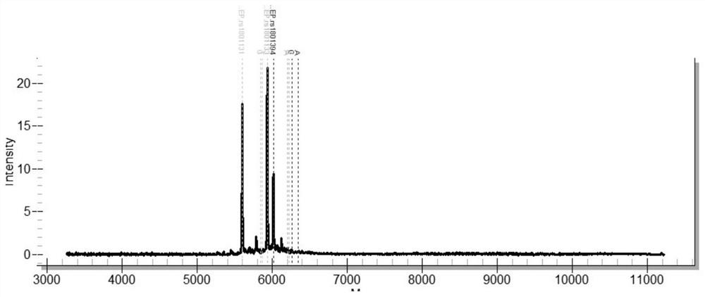 Method for detecting folic acid metabolic capability based on MassArray nucleic acid mass spectrum and application of method