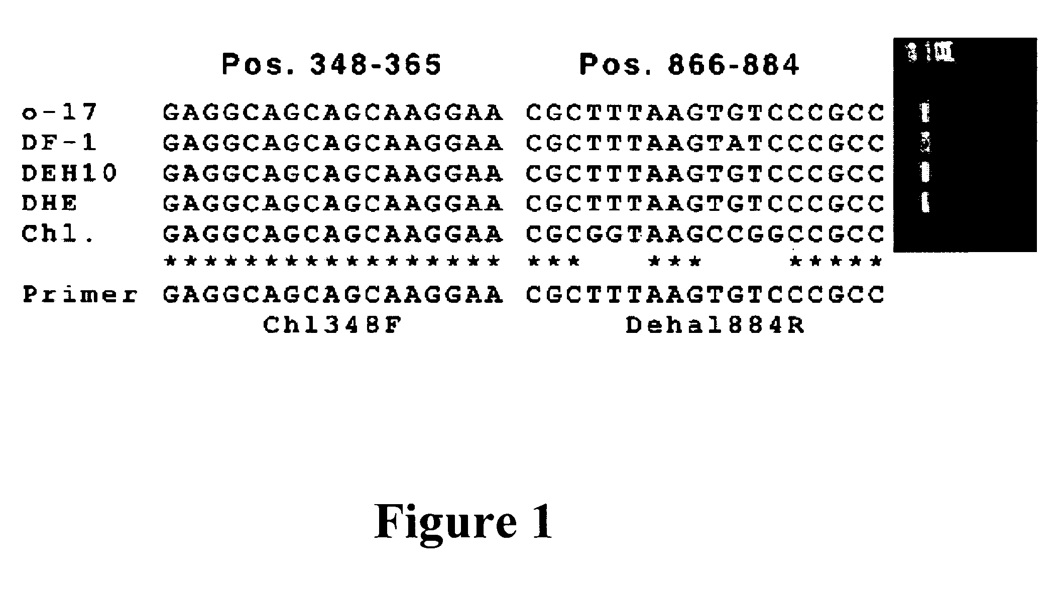 Gene probes for the selective detection of microorganisms that reductively dechlorinate polychlorinated biphenyl compounds