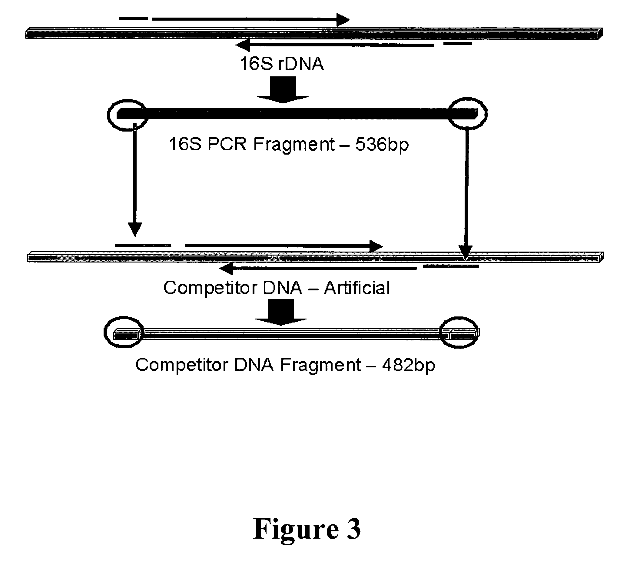 Gene probes for the selective detection of microorganisms that reductively dechlorinate polychlorinated biphenyl compounds