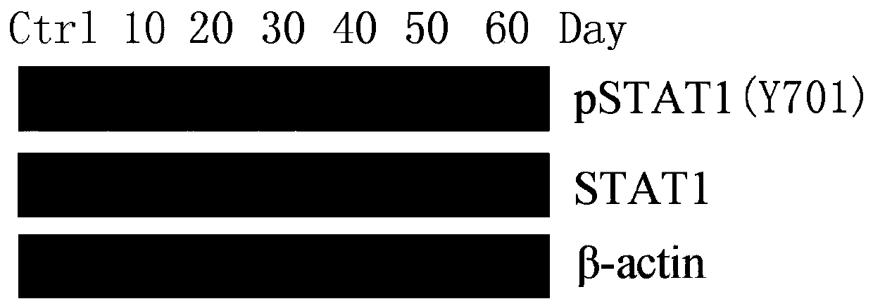 Recombinant mesenchymal stem cells and application thereof