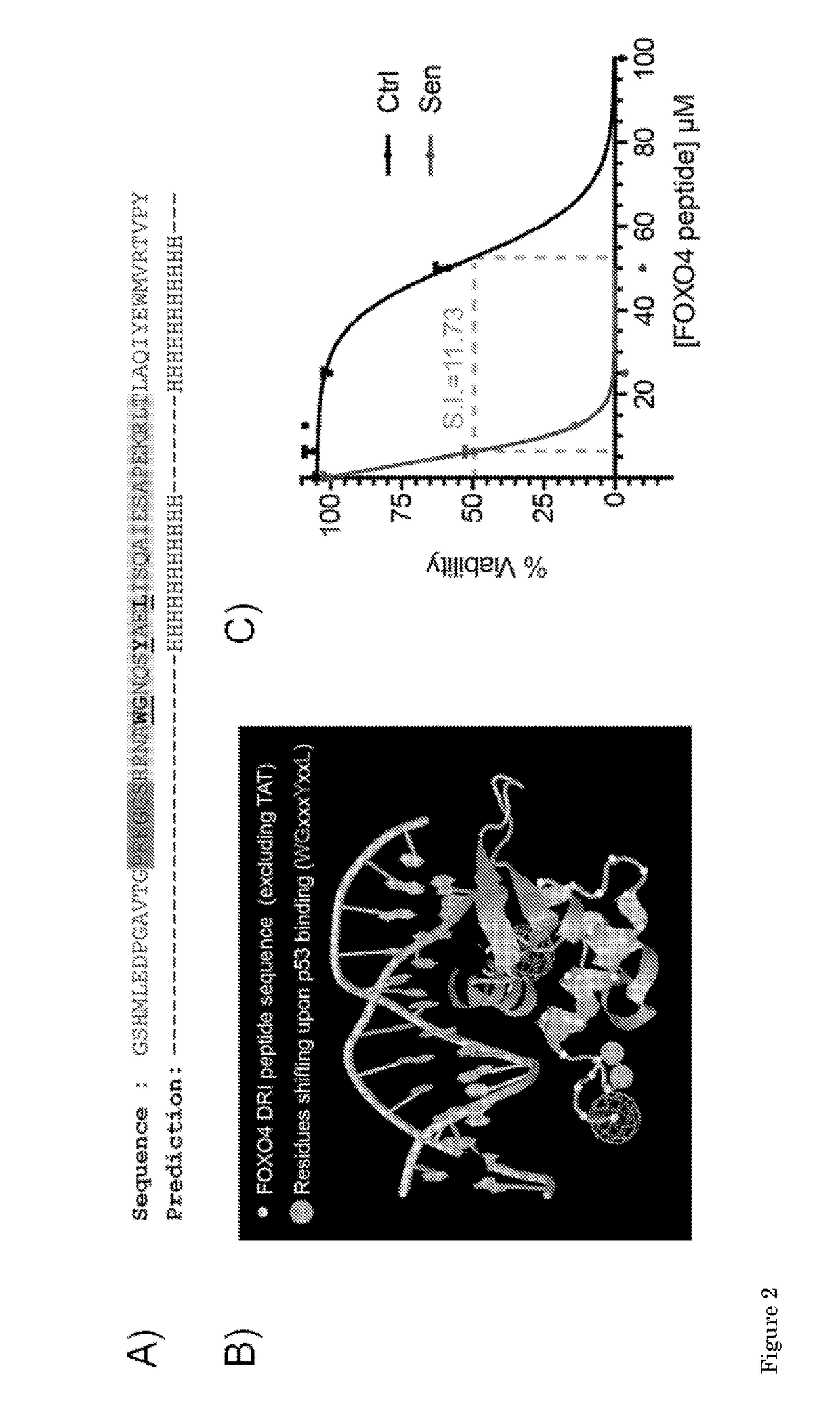 Anti-senescence compounds and uses thereof