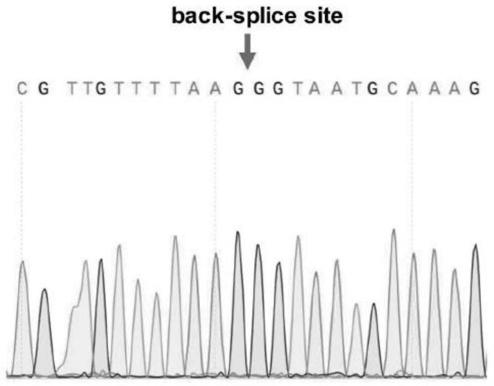 Circular RNA (Ribonucleic Acid) and application thereof