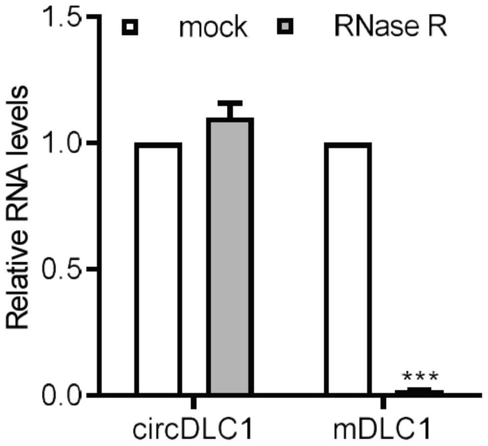 Circular RNA (Ribonucleic Acid) and application thereof