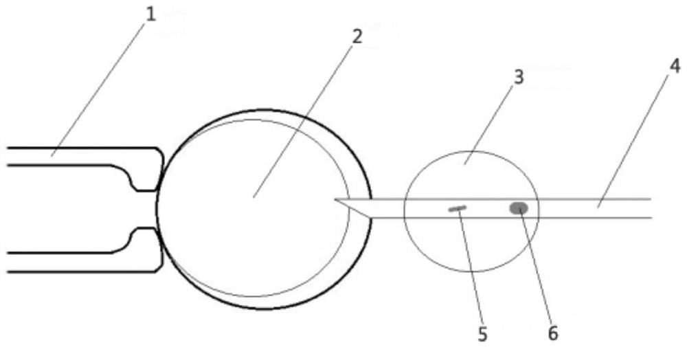 A method for enucleating mammalian oocytes